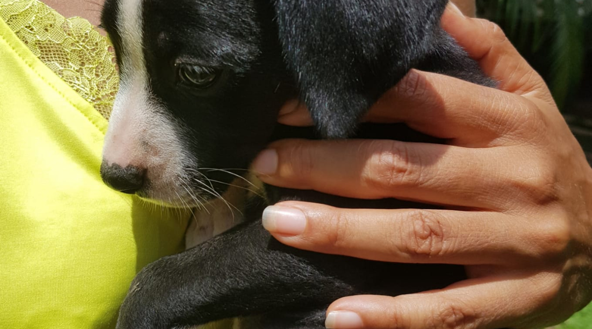 Chiens à adopter